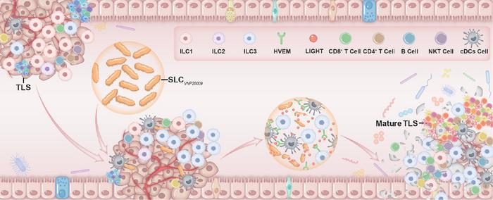 Leveraging #SyntheticBiology techniques, researchers engineer a strain of #Salmonella that can stimulate mature tertiary lymphoid structures to augment antitumor immunity and shrink #ColorectalCancer tumors in mice. scim.ag/4jZrDFg