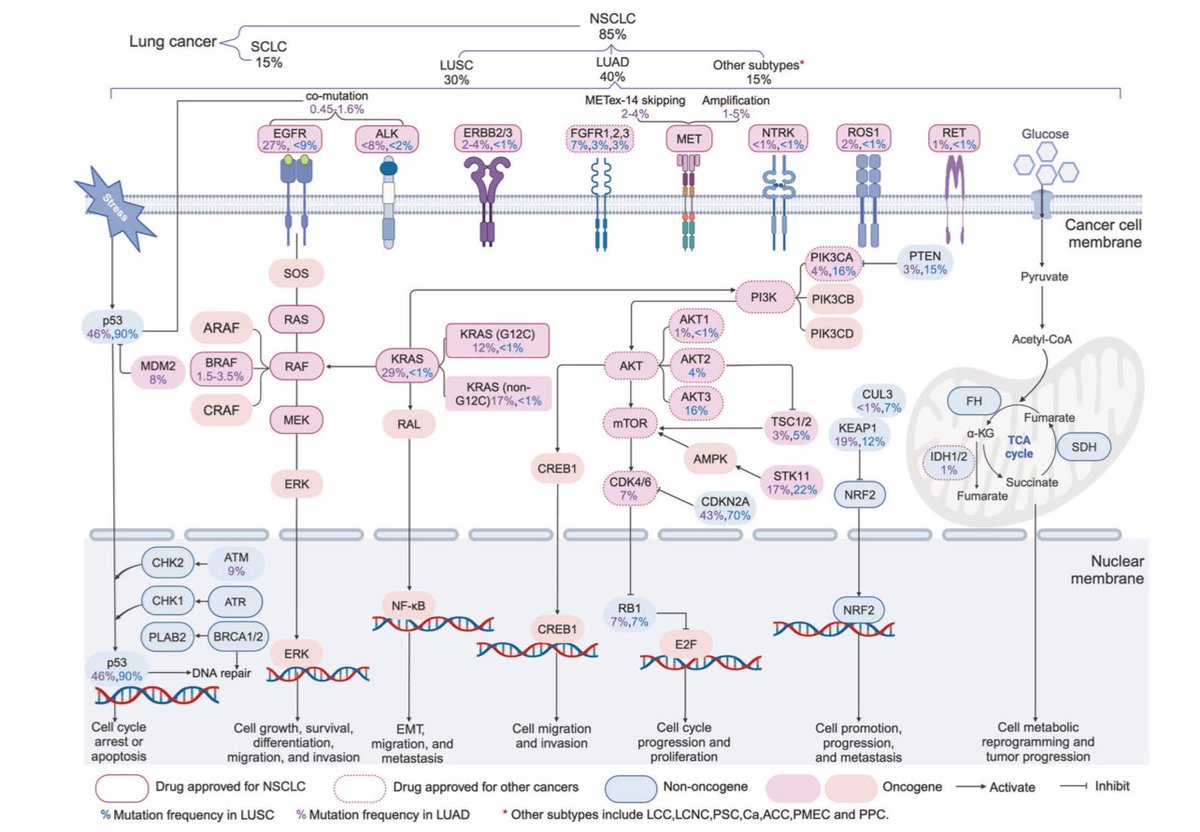 Goutham Sunny (@medoncodoc) on Twitter photo An updated review on molecular pathology and treatment advances in NSCLC
OPEN ACCESS
Must read for residents
doi.org/10.1038/s41392…
#LCSM
<a href="/dplanchard/">d.planchard</a> <a href="/APassaroMD/">Aɴᴛᴏɴɪᴏ Pᴀssᴀʀᴏ</a> <a href="/BenjaminBesseMD/">Benjamin Besse</a> <a href="/DrSanjayPopat/">Sanjay Popat</a> <a href="/g_mountzios/">Giannis Mountzios</a> <a href="/fred_hirsch/">Fred R. Hirsch</a> <a href="/RamalingamMD/">Suresh S. Ramalingam, MD, FASCO</a> <a href="/christine_lovly/">Christine Lovly, MD, PhD, FASCO</a> <a href="/HosseinBorghaei/">Hossein Borghaei, DO</a> An updated review on molecular pathology and treatment advances in NSCLC
OPEN ACCESS
Must read for residents
doi.org/10.1038/s41392…
#LCSM
<a href="/dplanchard/">d.planchard</a> <a href="/APassaroMD/">Aɴᴛᴏɴɪᴏ Pᴀssᴀʀᴏ</a> <a href="/BenjaminBesseMD/">Benjamin Besse</a> <a href="/DrSanjayPopat/">Sanjay Popat</a> <a href="/g_mountzios/">Giannis Mountzios</a> <a href="/fred_hirsch/">Fred R. Hirsch</a> <a href="/RamalingamMD/">Suresh S. Ramalingam, MD, FASCO</a> <a href="/christine_lovly/">Christine Lovly, MD, PhD, FASCO</a> <a href="/HosseinBorghaei/">Hossein Borghaei, DO</a>