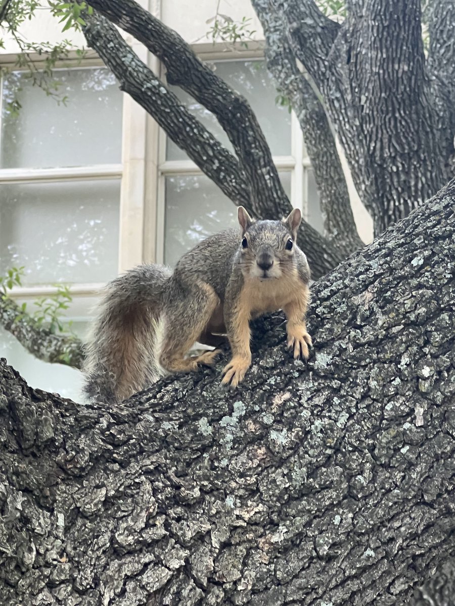 Happy first day of summer, Pirates! Our campus squirrels miss seeing you around.