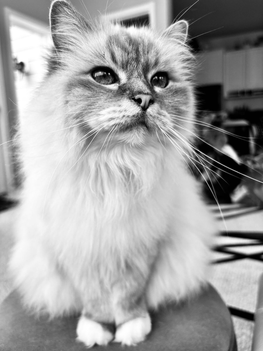 Mama? Even though it’s #catsnoirfriday and you’re back from the eye doctor with alien eyes👽 My grooming is not optional 
♥️😘Ari😘♥️ #CatsOfX