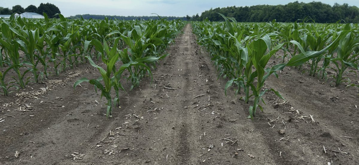Ryan Benjamins (@ryanbenjamins) on Twitter photo Not much will get past a two pass system.  This lighter land had Integrity and glyphosate in April (pre till) followed by 85 mL Callisto with Aatrex, NIS and Glyphosate at 4-5 leaf stage. Not much will get past a two pass system.  This lighter land had Integrity and glyphosate in April (pre till) followed by 85 mL Callisto with Aatrex, NIS and Glyphosate at 4-5 leaf stage.
