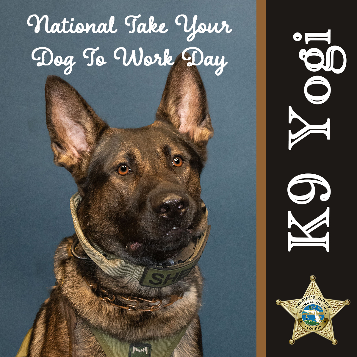 Today is National Take Your Dog to Work Day! We're honoring one of our K9s, Yogi. Yogi is a full-service patrol and narcotics detection K9.  We hope your boss also let you bring in your favorite pup today!