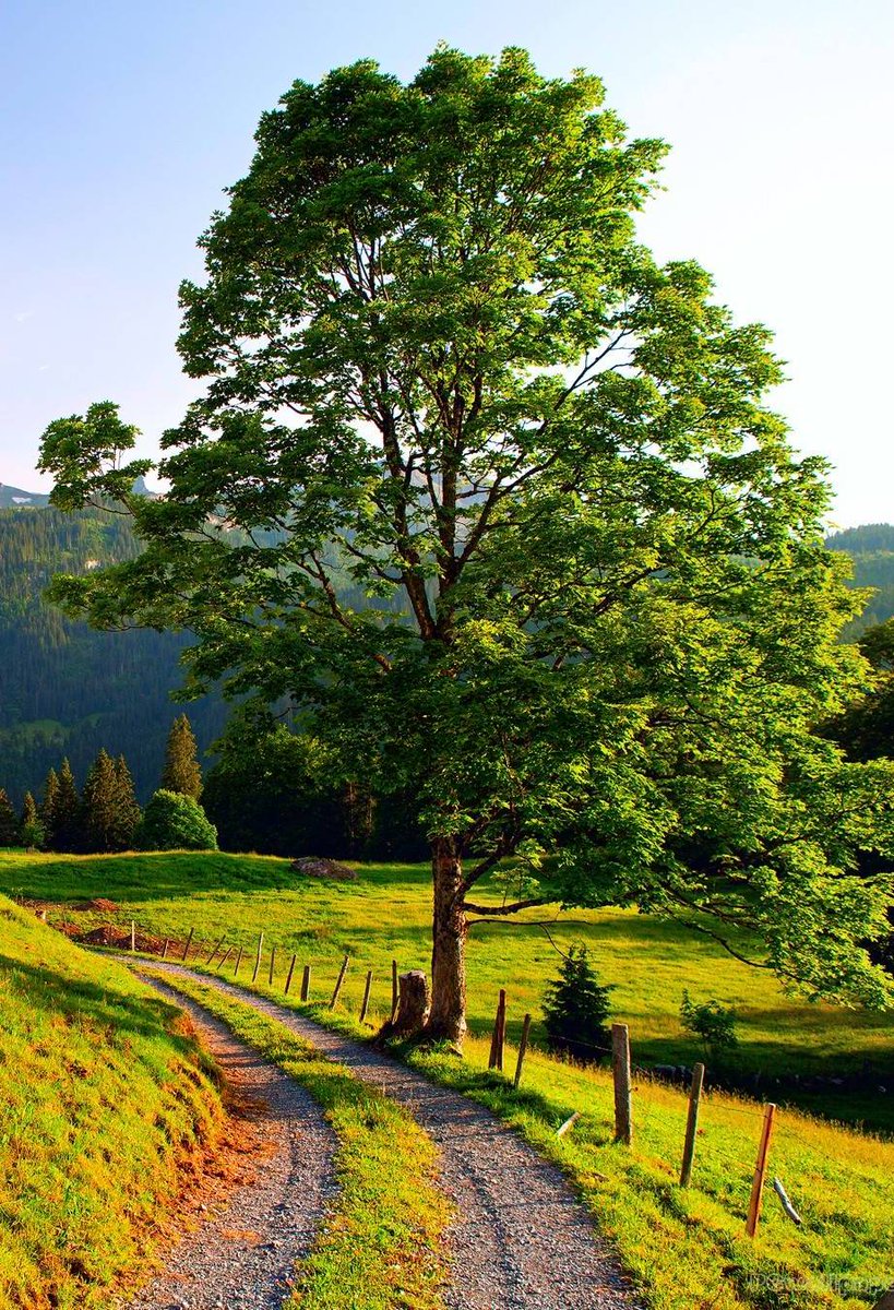 "Country roads... " 🌳
Happy summer solstice to all you friends around the world, whether you have summer or winter going on. Love each others, wish for peace, while we still can at least hope for a better world - with less borders, wars and conflicts
🌍🌎🌍🕊️✌️🌹