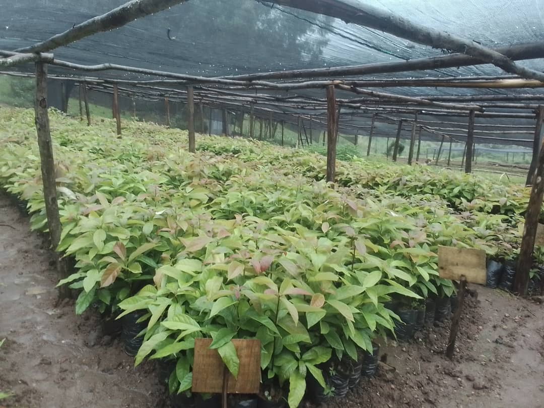 Are you thinking about starting your own avocado plantation?

We’ve got the healthy seedlings you need to get started the right way. Reach out today, and let’s help you grow from the ground up.

📞 Call or text us at +250 789 733 923 to reserve yours!

#YourPartnerInGreener