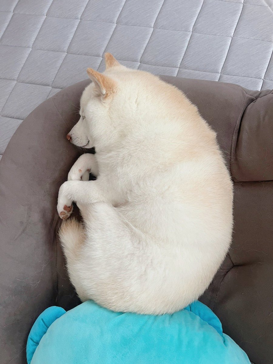 何回も見ている姿なのに

何回見ても、かわいい❤️

＃白柴
＃柴犬のいる暮らし　＃犬のいる幸せ