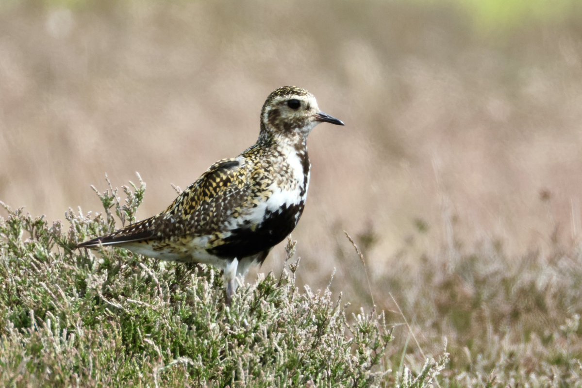 Andrew Wappat (@andrewwappat) on Twitter photo Golden plover, Commondale Moor this morning, 5 mile loop. Three pairs of stonechat too. Not so many lapwing or curlew. One buzzard in the heat, fairly quiet. @northyorkmoors <a href="/teesbirds1/">teesbirds</a> <a href="/nybirdnews/">NorthYorksBirdNews</a> <a href="/waderquest/">Wader Quest</a> <a href="/Natures_Voice/">RSPB</a> Golden plover, Commondale Moor this morning, 5 mile loop. Three pairs of stonechat too. Not so many lapwing or curlew. One buzzard in the heat, fairly quiet. @northyorkmoors <a href="/teesbirds1/">teesbirds</a> <a href="/nybirdnews/">NorthYorksBirdNews</a> <a href="/waderquest/">Wader Quest</a> <a href="/Natures_Voice/">RSPB</a>