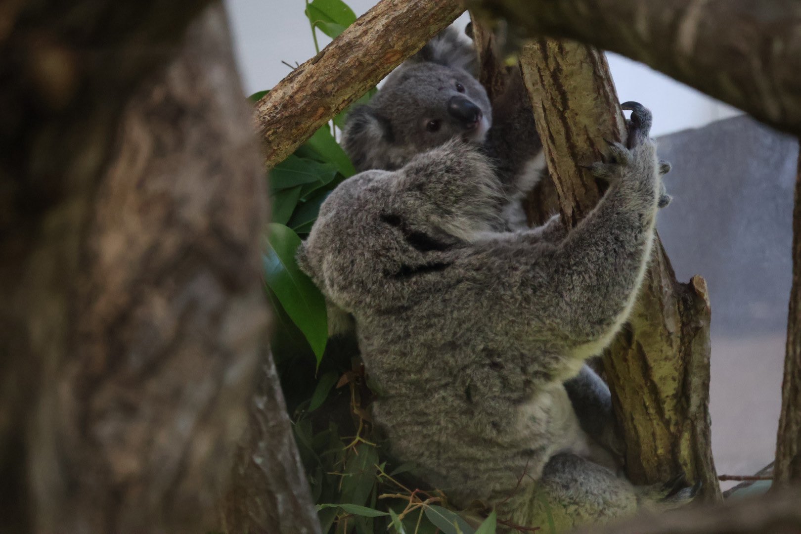 あすか🐸🐨 on X: 