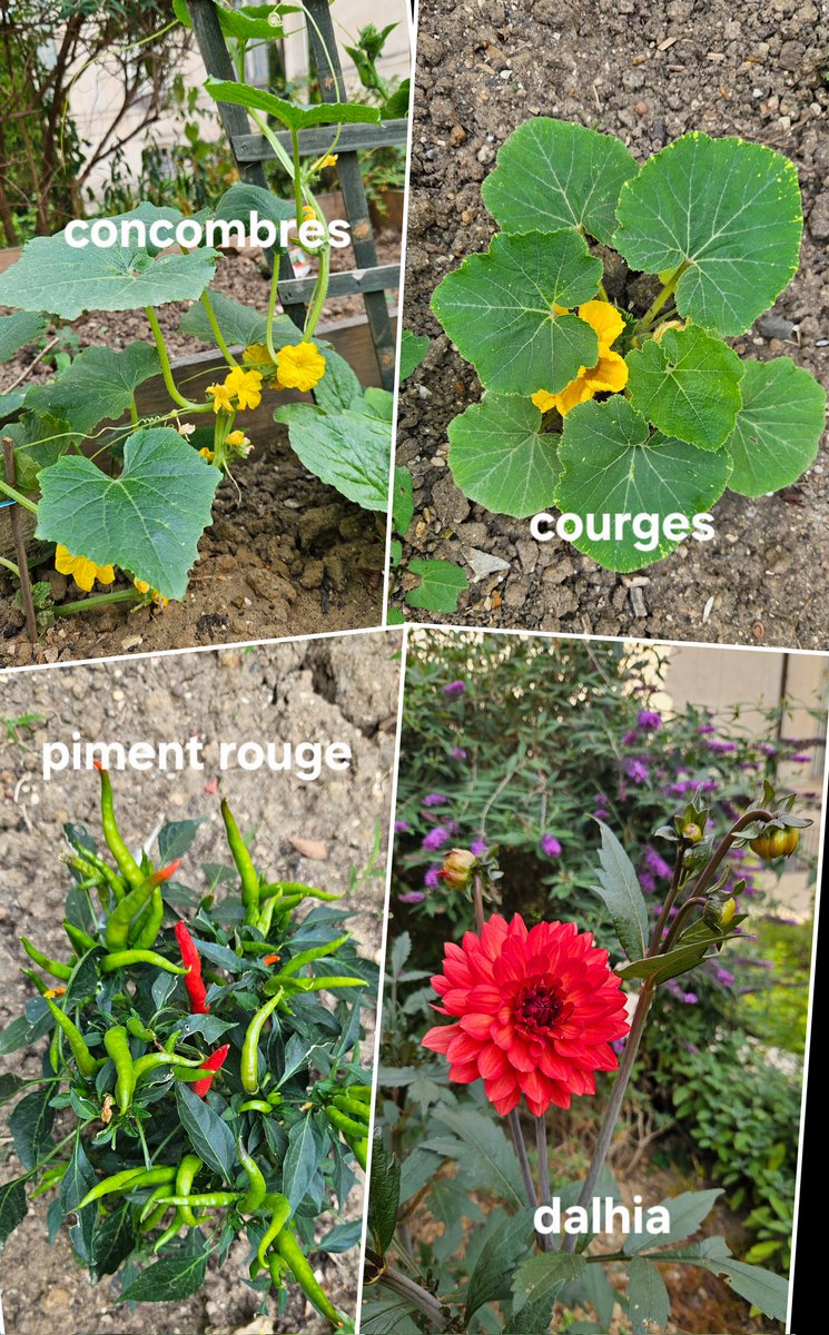 Arrosage et
Découvertes ce matin...
Fleurs de concombres, de courges, piments rougis et dalhia...
Jardin des Rosiers
Joseph Migneret 
#ParisCentre