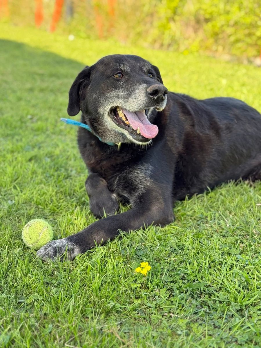 El Campito Refugio (@elcampito) on Twitter photo RODRIGO 😍 oso abrazable busca familia! Un chico grandote, rechoncho y adorable. Un señor de canas con ganas de vivir la vida como un cachorro.
Dice que prefiere ser hijo único para absorber amor el solito 😅
Enamorate y escribinos a adoptantesdelcampito@gmail.com 🏡 RODRIGO 😍 oso abrazable busca familia! Un chico grandote, rechoncho y adorable. Un señor de canas con ganas de vivir la vida como un cachorro.
Dice que prefiere ser hijo único para absorber amor el solito 😅
Enamorate y escribinos a adoptantesdelcampito@gmail.com 🏡