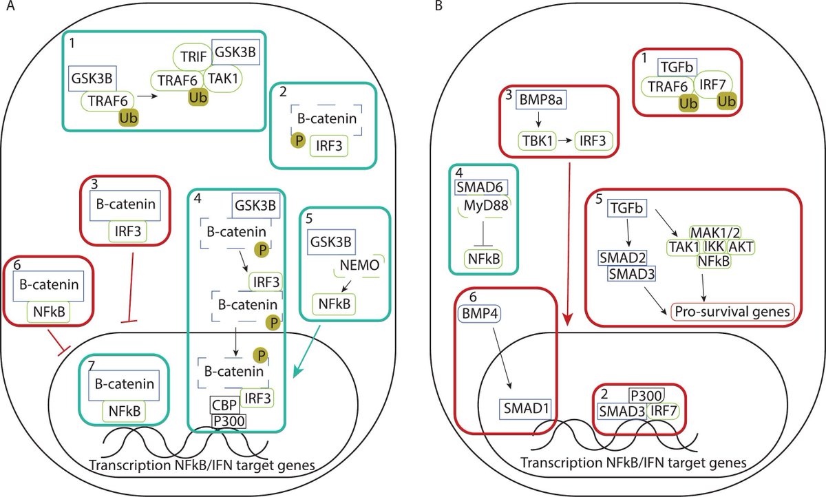 MucosalImmunol's tweet image. Is innate immunity of the gut epithelium just blowing in the WNT? Review the latest review on how WNT and BMP pathways determine epithelial identity and responsiveness: mucosalimmunology.org/article/S1933-…
