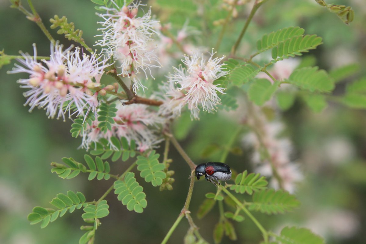 La uña de gato  (Mimosa sp.) es una de las plantas nativas de la región de Tehuacán que están en floración, con mucho alimento para la biodiversidad y más beneficios. Es una lástima que estos árboles no los vemos en las Ciudades de la región.