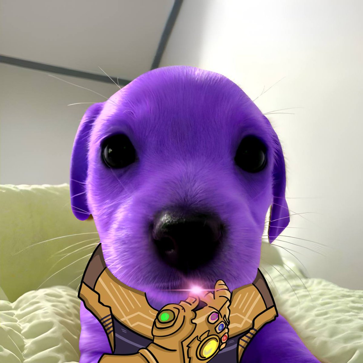 i choose cuteness, cuteness is inevitable