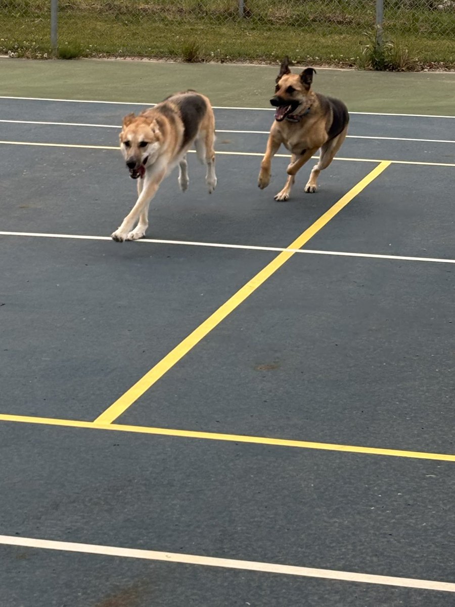 We had the best morning today, the humans woke up nice and early (I made sure of it). 

They are on vacation, so best to get up early to make the most of it, right pals? (they didn’t seem to feel the same)

Instead of a play in the backyard they took us for a little adventure!