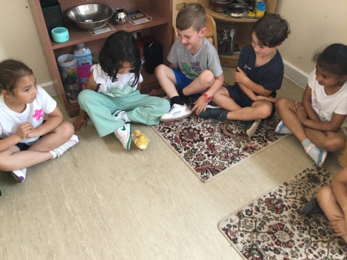 MountStewartSch's tweet photo. Crystal class had a wonderful time meeting Donald and Delilah, the adorable new ducklings being looked after in Nursery. They waddled around us curiously, exploring their surroundings. #tmssyear1 #tmssscience https://t.co/ePv9kpG3ic