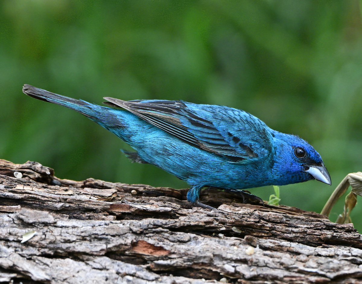 #IndigoBunting #Birds #wildlifephotography 
Indigo Bunting