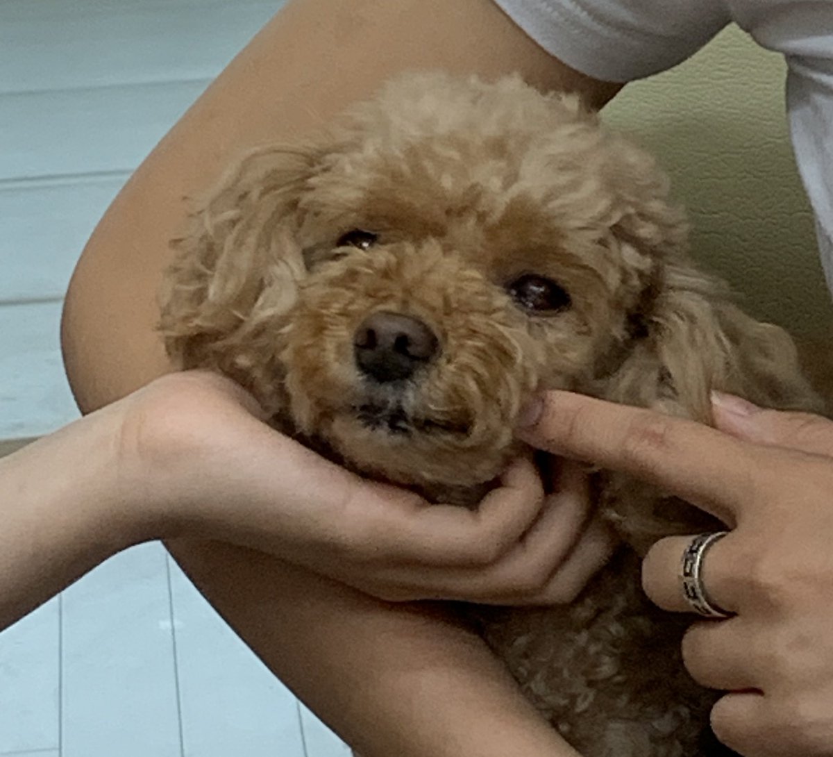 푸들 새찌 tweet media