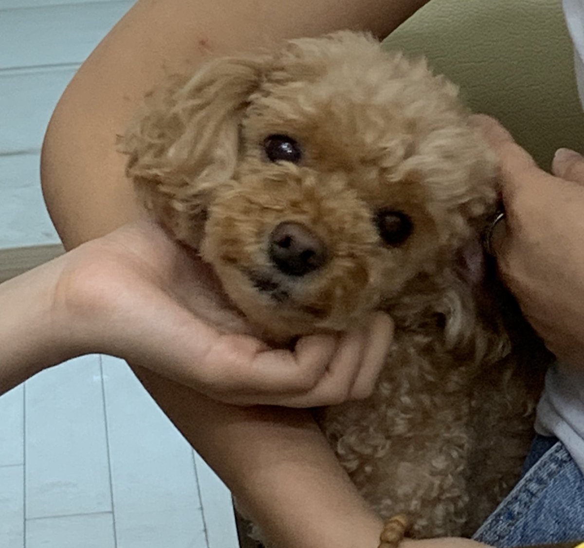 푸들 새찌 tweet media