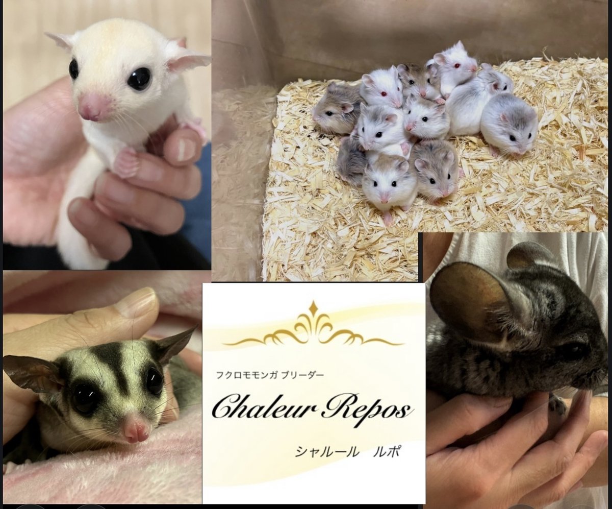 exoticreptilexp's tweet image. 6/22(日)に開催されるEXPO東京浅草開催がいよいよ2日後となりました♪
Chaleur Reposさんを紹介致します♪
岐阜県でフクロモモンガとロボロフスキーハムスターをメインにブリードしています。... 詳しくは 2su.jp/0UN2