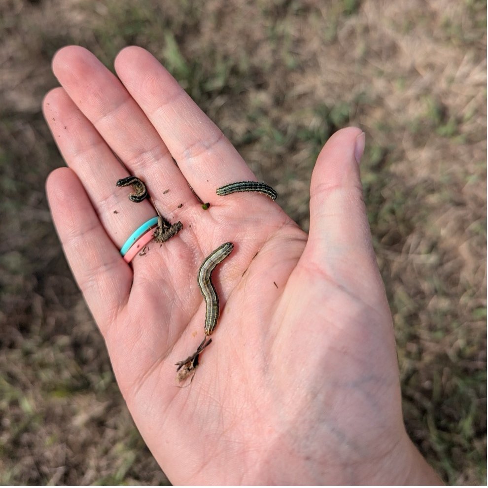 K-State Department of Entomology (@kstateentom) on Twitter photo Fall armyworm scouting should start for at risk crops and on a weekly basis for the remainder of the growing season. Read about identification, damage thresholds and more. 
blogs.k-state.edu/kansasbugs/202… Fall armyworm scouting should start for at risk crops and on a weekly basis for the remainder of the growing season. Read about identification, damage thresholds and more. 
blogs.k-state.edu/kansasbugs/202…