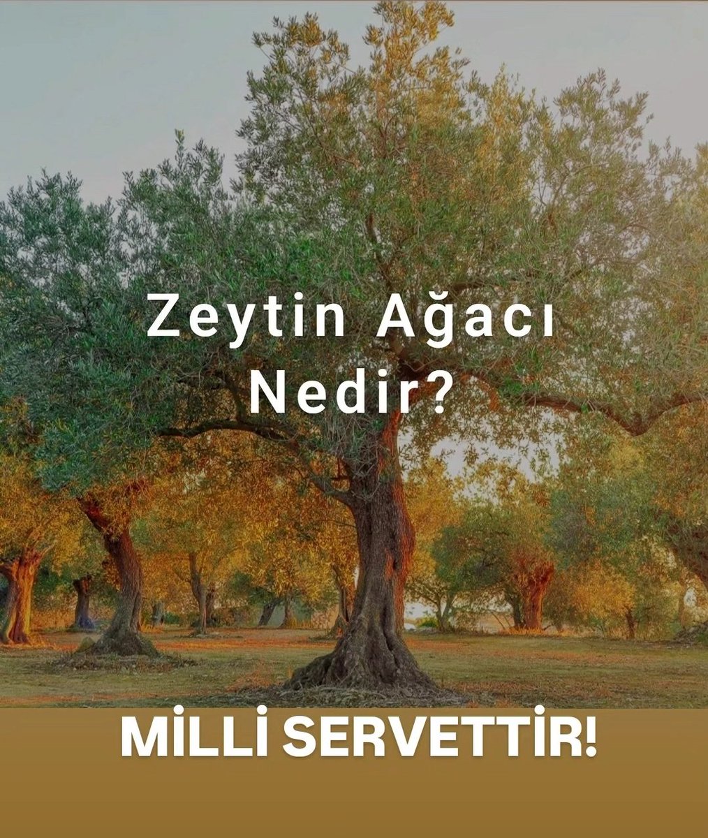 Sümer Ezgü (@sumerezgu) on Twitter photo 