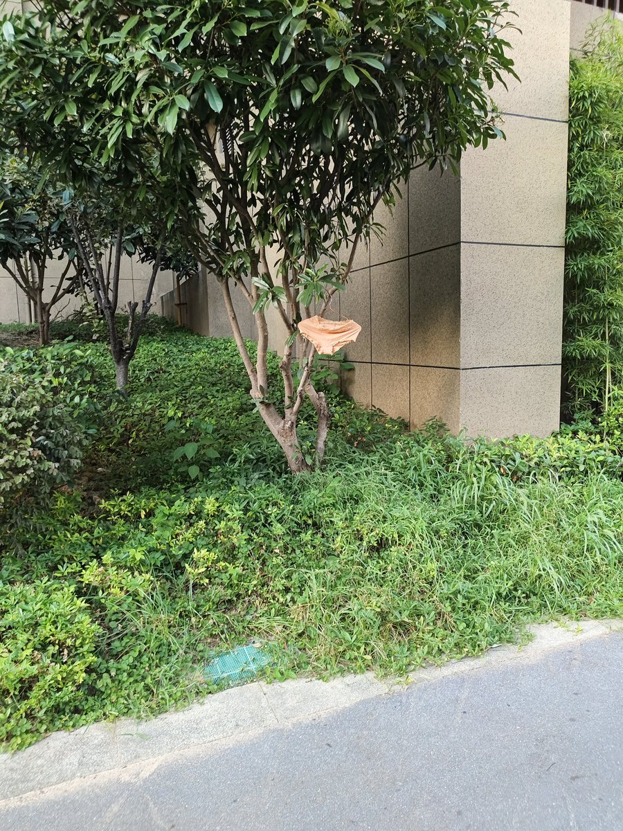 挂在小区绿化树上了。有缘人带走。#原味 #原味內衣褲 #原味定制 #原味内裤