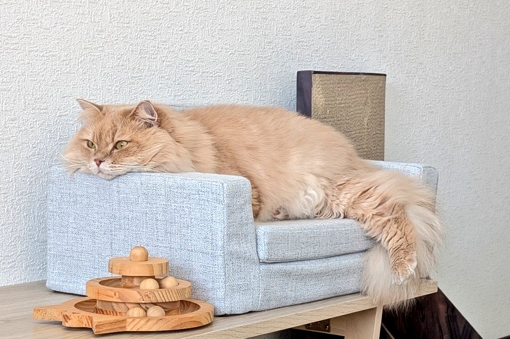 ソファ使ってるのかわいい