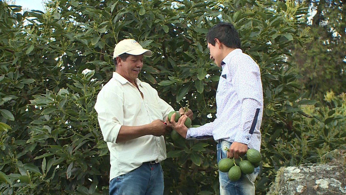 ICACOLOMBIA's tweet photo. Antes de exportar una fruta hay un camino de esfuerzo que empieza en el territorio y una cadena de valor en la que participamos como Instituto. Hoy en #Futurexpo Pasto te contamos algunos datos interesantes sobre la exportación en Nariño.
Este departamento cuenta con 281 lugares de producción registrados activos y 3 empacadoras habilitadas por el ICA. Esto significa que más productos locales pueden cruzar fronteras con confianza.
En la actualidad tenemos activos:
✅ 151 lugares de producción de limón Tahití
✅ 105 de aguacate Hass
✅ 16 de uchuva
✅ 9 de gulupa
🚢 Hasta noviembre 2024, 1.294 toneladas de frutas fueron exportadas a otros países.
🔹 72 % correspondieron a limón Tahití
🔹 14 % a aguacate Hass
🔹 Y el otro 14 % a gulupa y uchuva El campo sigue impulsando el #DesarrolloEconomico de Colombia.
#SanidadVegetal #ICAEsCompetitividadn #Nariño