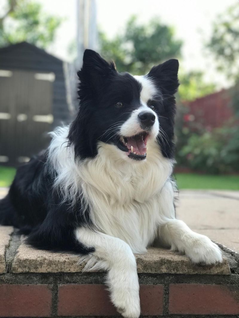 🐾 Happy Take Your Dog to Work Day! 🐶

We celebrated Take Your Dog to Work Day with wagging tails, wet noses and barking! Bringing our four-legged friends to work allows for balance, joy, and connection; everyone benefits (even the ones who nap under our desks 🐾).