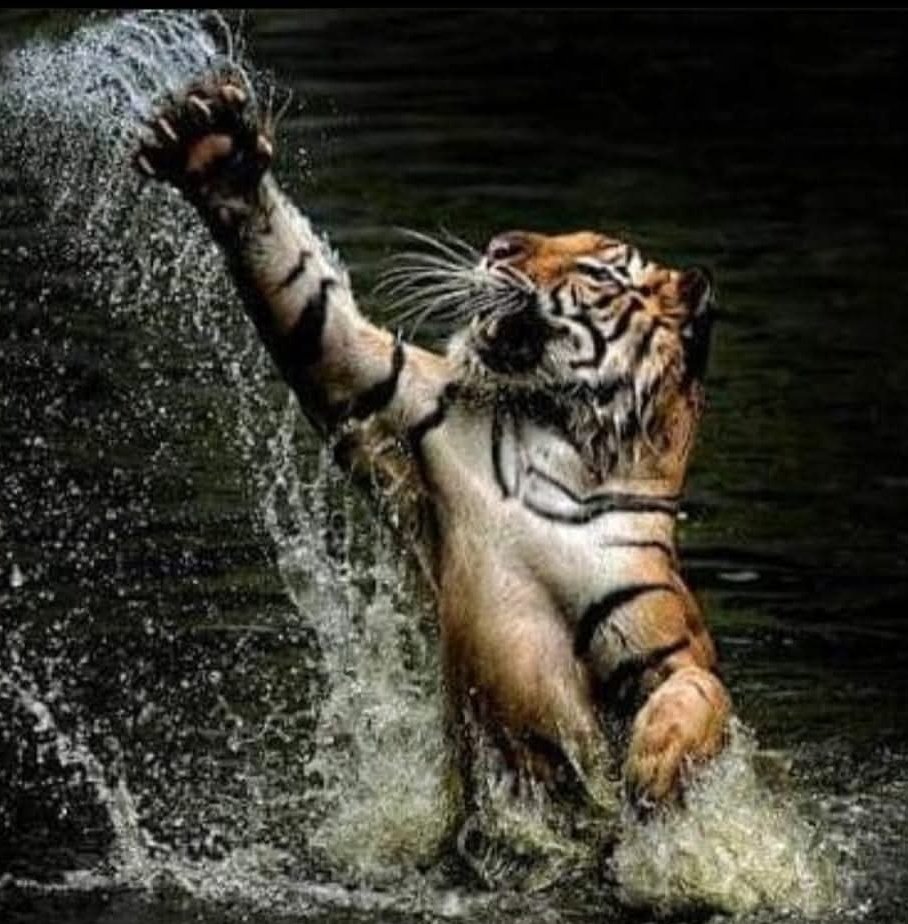 Tiger Claw or Waagh naakh used by Chatrapathi Shivaji Maharaj to kill Afzal Khan is the perfect weapon for hindus. Its absolutely brutal and you can hide it in plain sight.

LET THE WAAGH NAAKH BE ALWAYS HIDDEN IN YOUR HEART

Jai Bhawani
Jai Shivaji