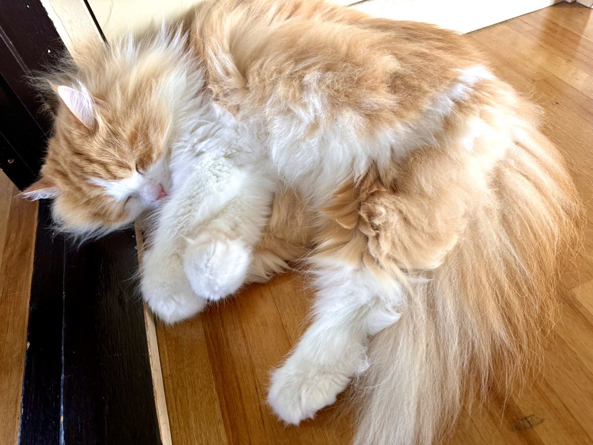 indomitable_val's tweet image. う〜ん･･･猫吸いが足りない😫
