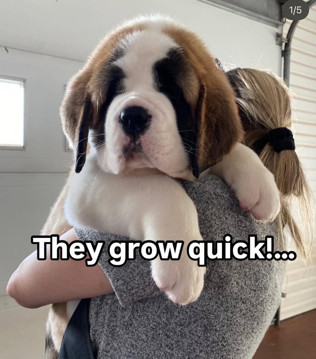 101bernards's tweet photo. Look how big he got! #dog #doglife #puppylove #dogmom #fluffydog#DogsOfX #DogsOfTwitter #bigdog #doglover #saintbernard #beethoven #fypシ #foryou #trend #Israel https://t.co/DjxZCzc2DM