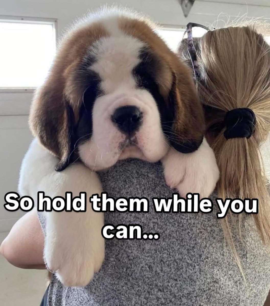 101bernards's tweet photo. Look how big he got! #dog #doglife #puppylove #dogmom #fluffydog#DogsOfX #DogsOfTwitter #bigdog #doglover #saintbernard #beethoven #fypシ #foryou #trend #Israel https://t.co/DjxZCzc2DM