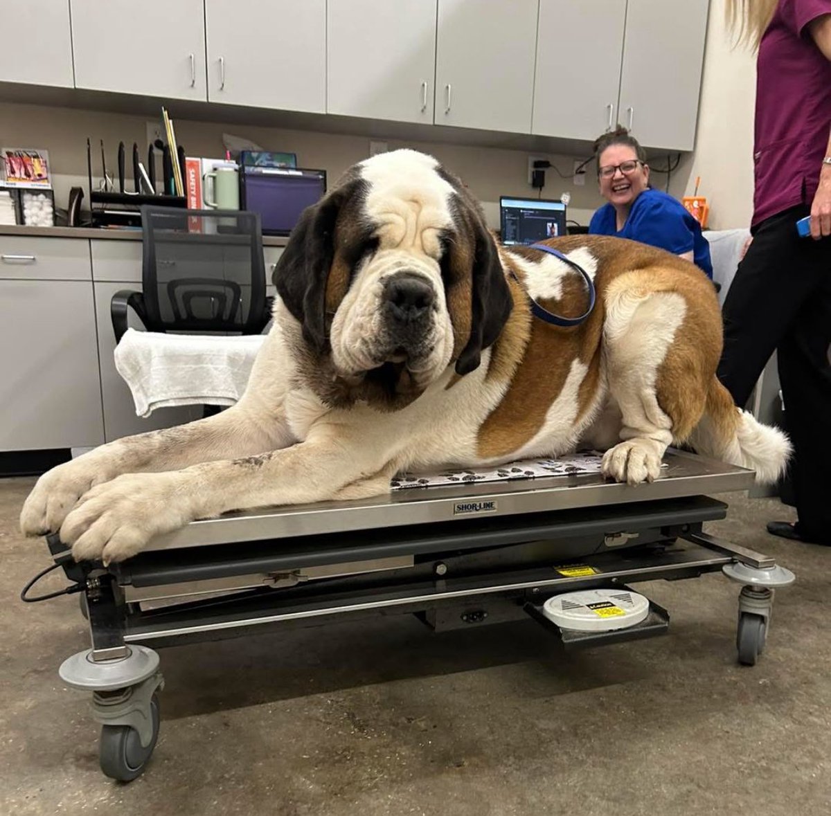 101bernards's tweet photo. Look how big he got! #dog #doglife #puppylove #dogmom #fluffydog#DogsOfX #DogsOfTwitter #bigdog #doglover #saintbernard #beethoven #fypシ #foryou #trend #Israel https://t.co/DjxZCzc2DM