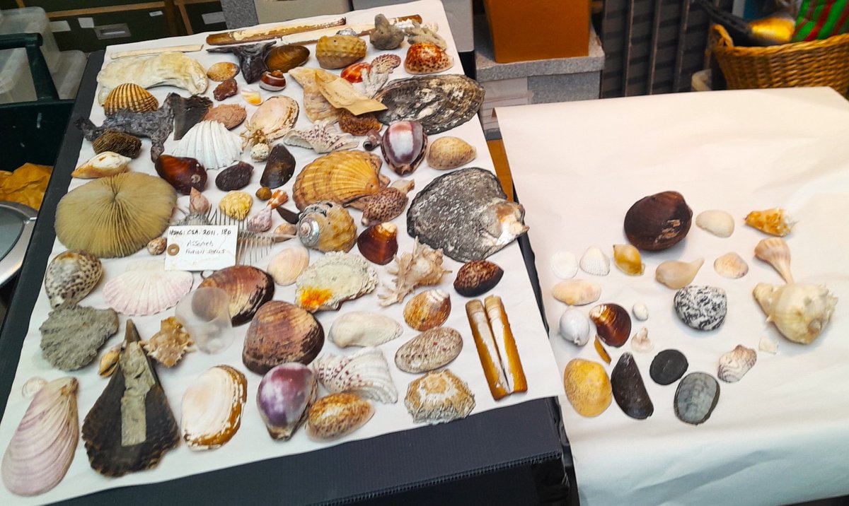 ConservationBob's tweet image. Ipswich Museum Conservation. A collection of dirty shells and archaeological objects .  Probably from Caribbean/South America. Paper in box dated to 1909.  One large shell broken. Cleaned, large shell reconstructed. Old packaging  cleaned and kept. All transferred to new box.