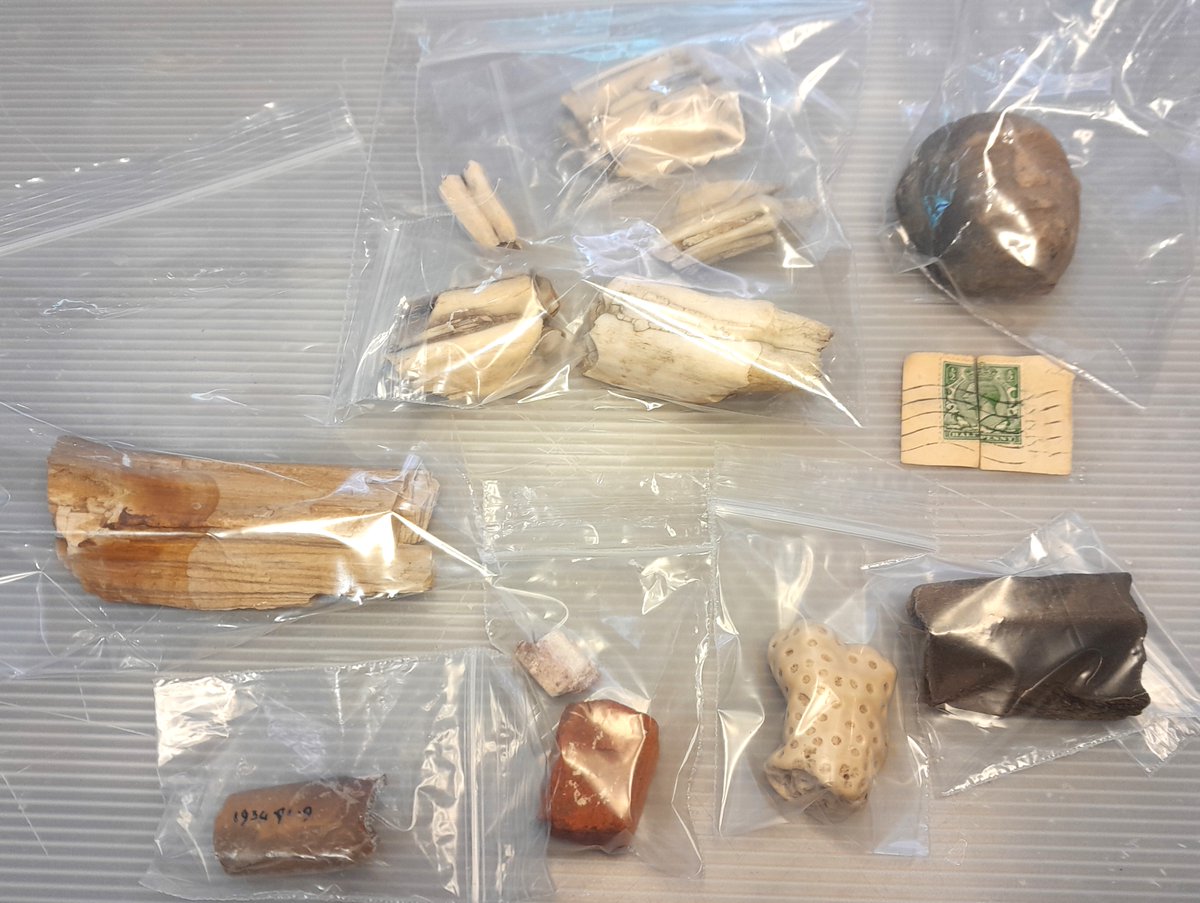 ConservationBob's tweet image. Ipswich Museum Conservation. A collection of dirty shells and archaeological objects .  Probably from Caribbean/South America. Paper in box dated to 1909.  One large shell broken. Cleaned, large shell reconstructed. Old packaging  cleaned and kept. All transferred to new box.