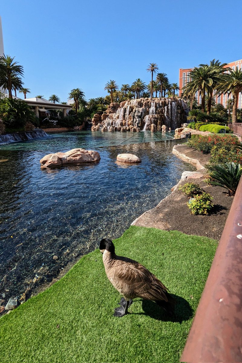 Las Vegas Locally 🌴 tweet media