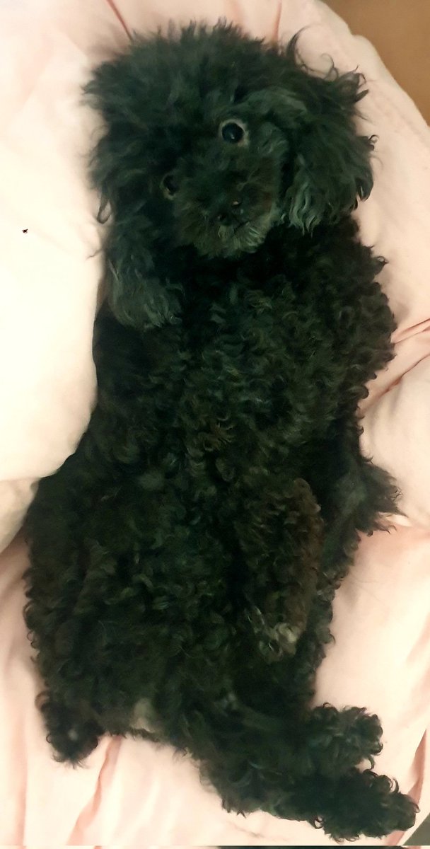 Savejupite17908's tweet photo. Jupiter on the bed
#SaveJupiter #dogs #doggylove #dogsoftwitter https://t.co/Uz6rVmfaZs