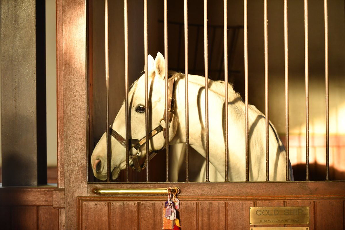 朝日にあたるゴールドシップ●ゴールドシップ産駒牡馬G1優勝は念願！●ゴールドシップオフィシャルグッズのお取り扱いは優勝記念品#サラブレッドライフ→ thoroughbred-life.net　　　　　　　　　　　　　　　　
#ゴールドシップ
#ビッグレッドファーム 
#ホースアートセラピー
#癒し
#関真澄