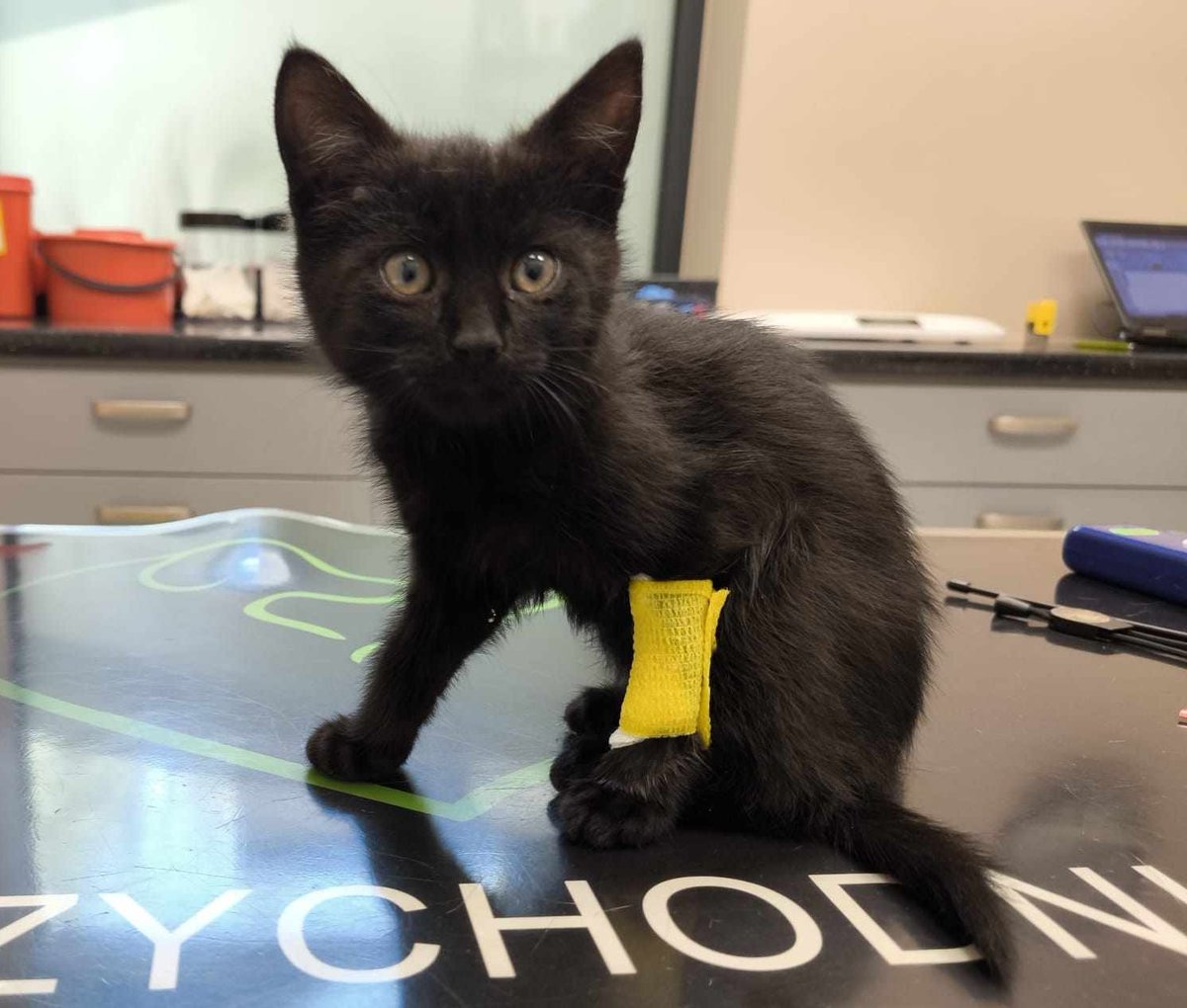 Uratowany w ostatniej chwili. Bo chwilę później, rozpętało się prawdziwe piekło. Pożar, kilkadziesiąt zastępów straży pożarnej, policja, karetki pogotowia. To chore kocie dziecko najprawdopodobniej zostałoby rozjechane przez któryś z samochodów. 

ratujemyzwierzaki.pl/dymek-felineus