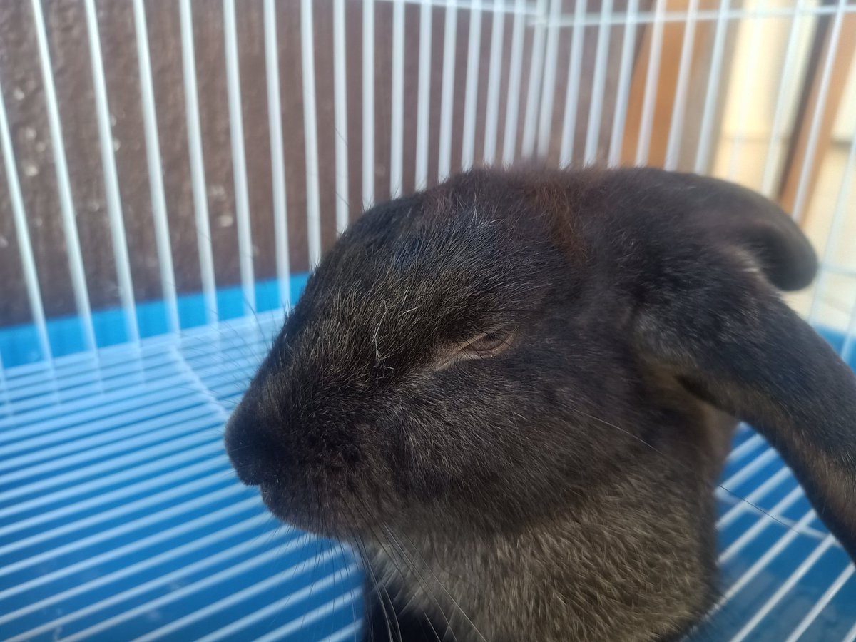 <a href="/RockyDwarfBunny/">rocky.. 🍁</a> Tell me this isn't the face of pure anger.. (she's quite eepy in this pic)