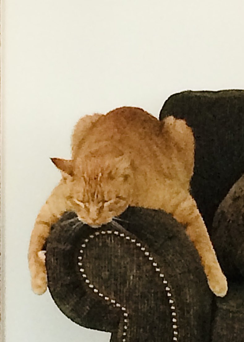 #cat at rest