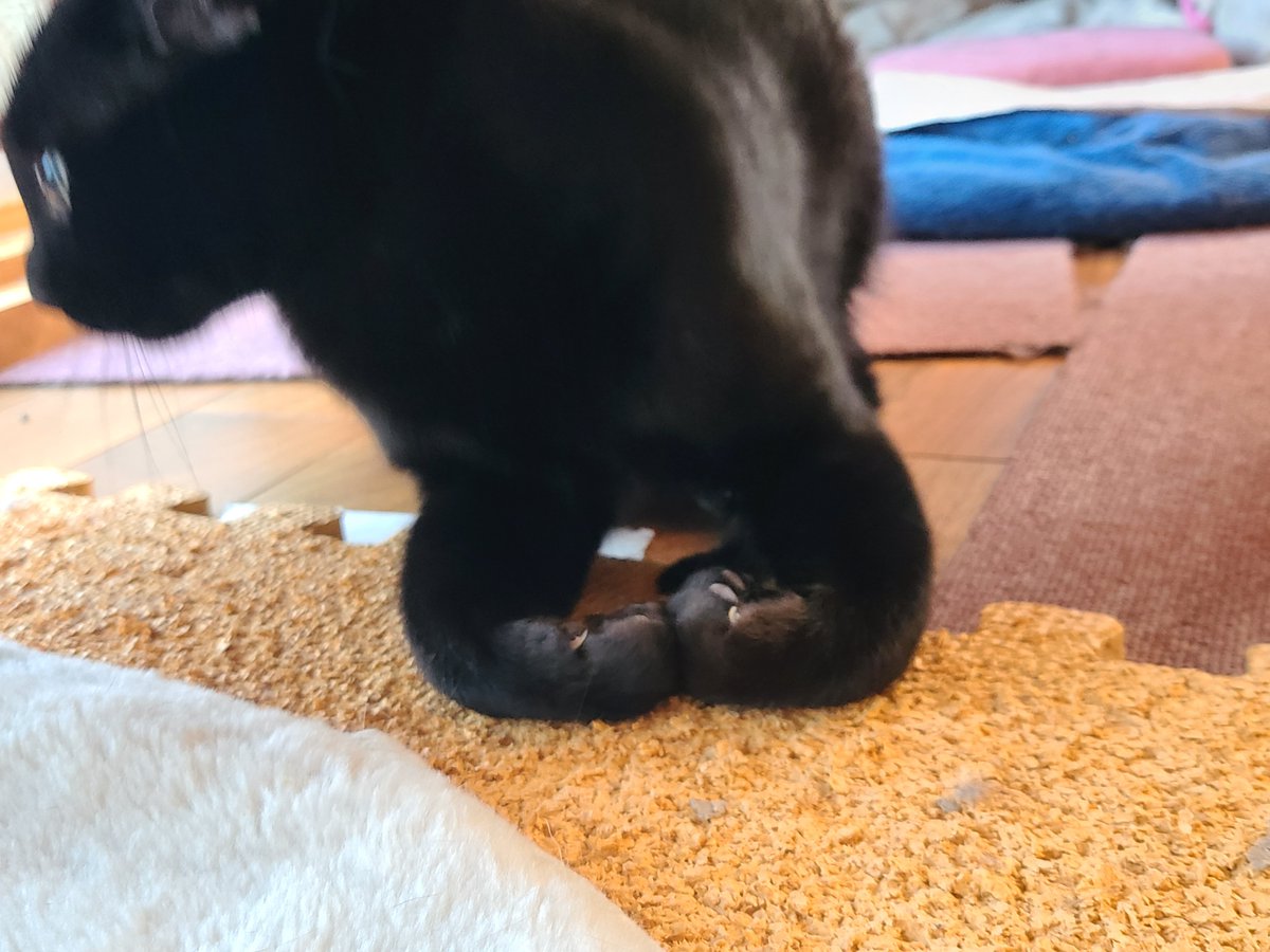 くろにゃんこの香箱が解かれる瞬間見て欲しいw