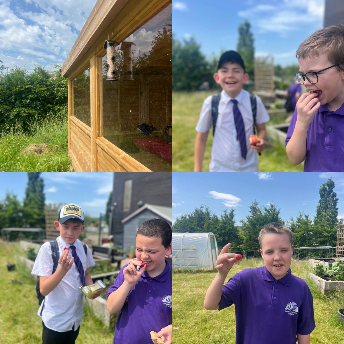 Year 7 tasting the raspberries and strawberries from the garden this afternoon 🍓😋