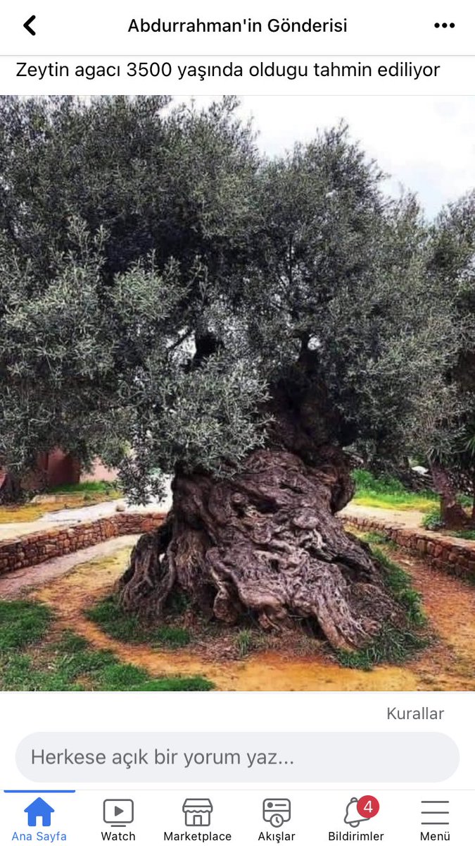 .🕊🌿🌾Zeytin ağacıma dokunma!..
Bu zeytin ağacının 3500 yaşında olduğu tahmin ediliyor.
..
Zeytin ağacının anti frekanas özelliği vardır.Kendi kendine anti frekans üretebilir ve çevresindeki 100 ağacı da
frekans etkilerinden korur.
İnadına ağaç dikin. Size oksijen lazım.”
🌿🌳🌲