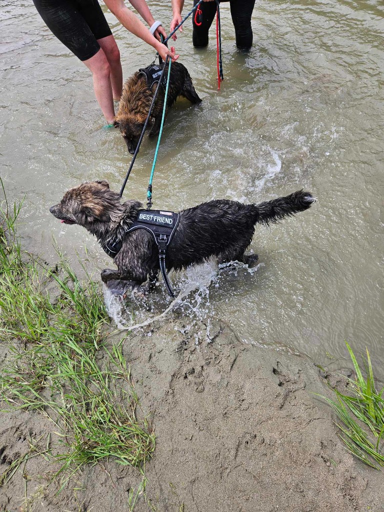 Pawprints2F's tweet image. Miti ❤️
6 months old
Medium size at maturity
Romania

Miti is a sweet pup, full of energy and loves to explore!
She is friendly but can be a bit shy at first ❤️
She loves to splash in water 🌊
Miti can live with dogs 🐕
More lead training needed 🐕‍🦺

Apply: pawprints2freedom.co.uk/apply