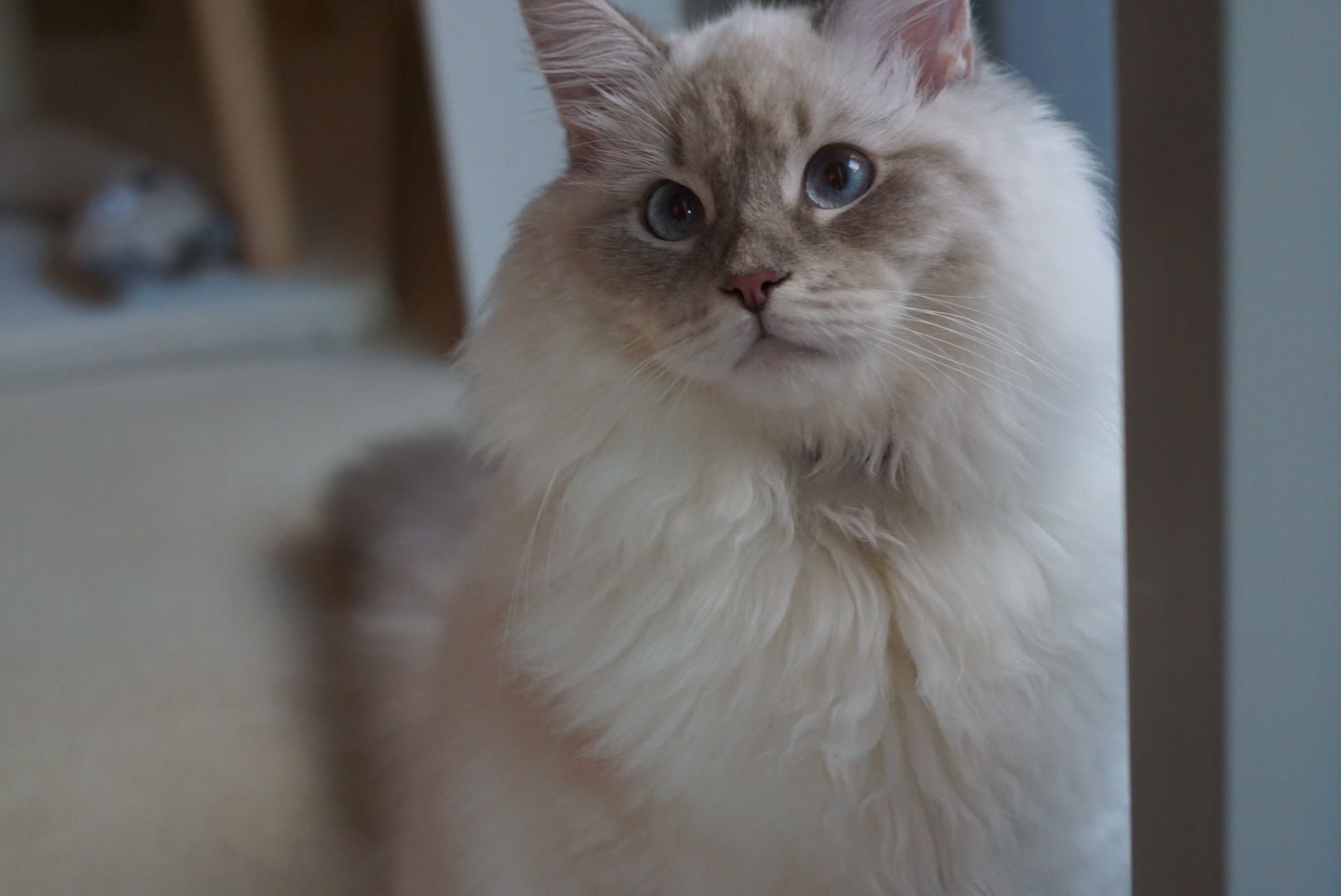 ねこにゃむ Kou Osawa (@nyam_papa) • Instagram photos and videos