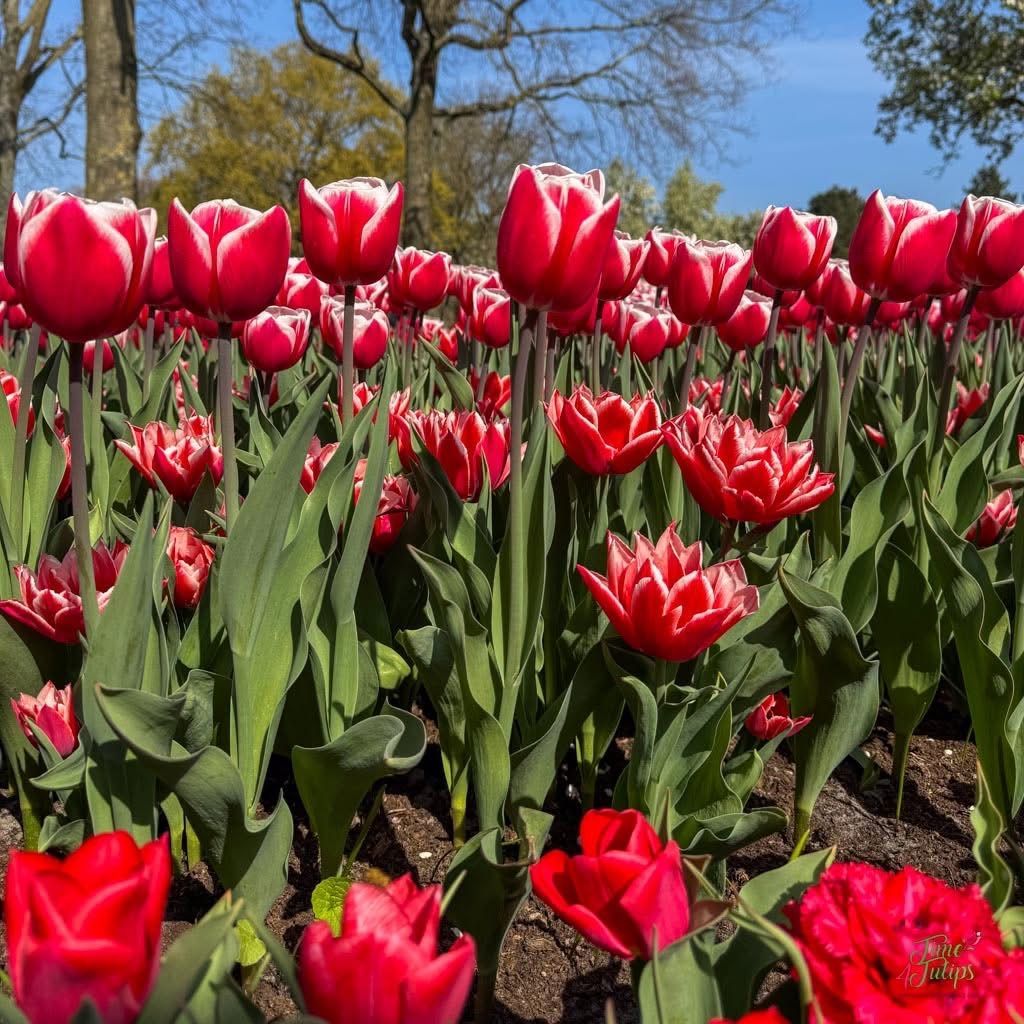 time4tulips's tweet image. 🌷Create depth in your garden by planting short tulips and larger tulips together.
#time4tulips #gardening #dutchtulips #tulip #flowersofx