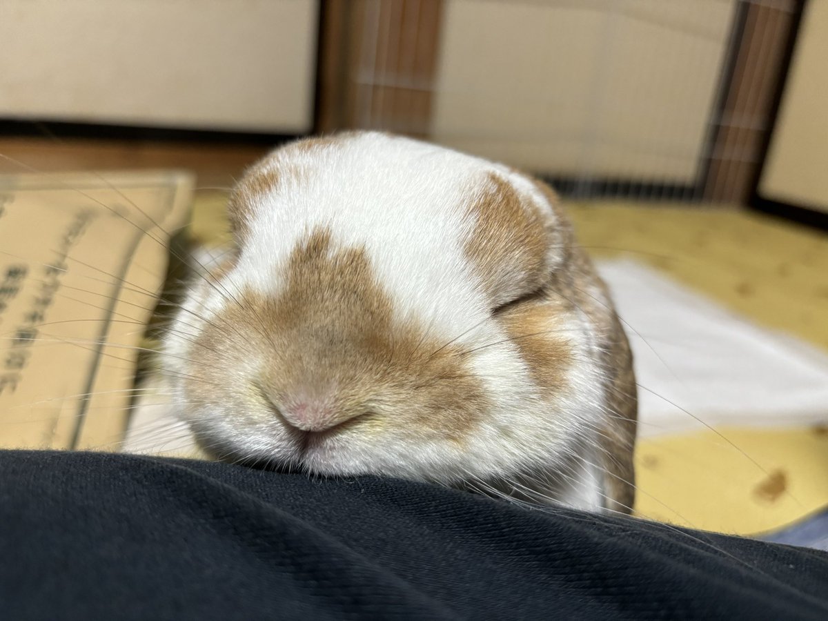 🐰ほげ…