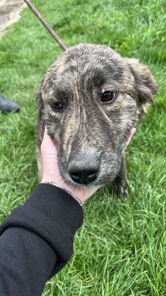 Pawprints2F's tweet image. Miti ❤️
6 months old
Medium size at maturity
Romania

Miti is a sweet pup, full of energy and loves to explore!
She is friendly but can be a bit shy at first ❤️
She loves to splash in water 🌊
Miti can live with dogs 🐕
More lead training needed 🐕‍🦺

Apply: pawprints2freedom.co.uk/apply
