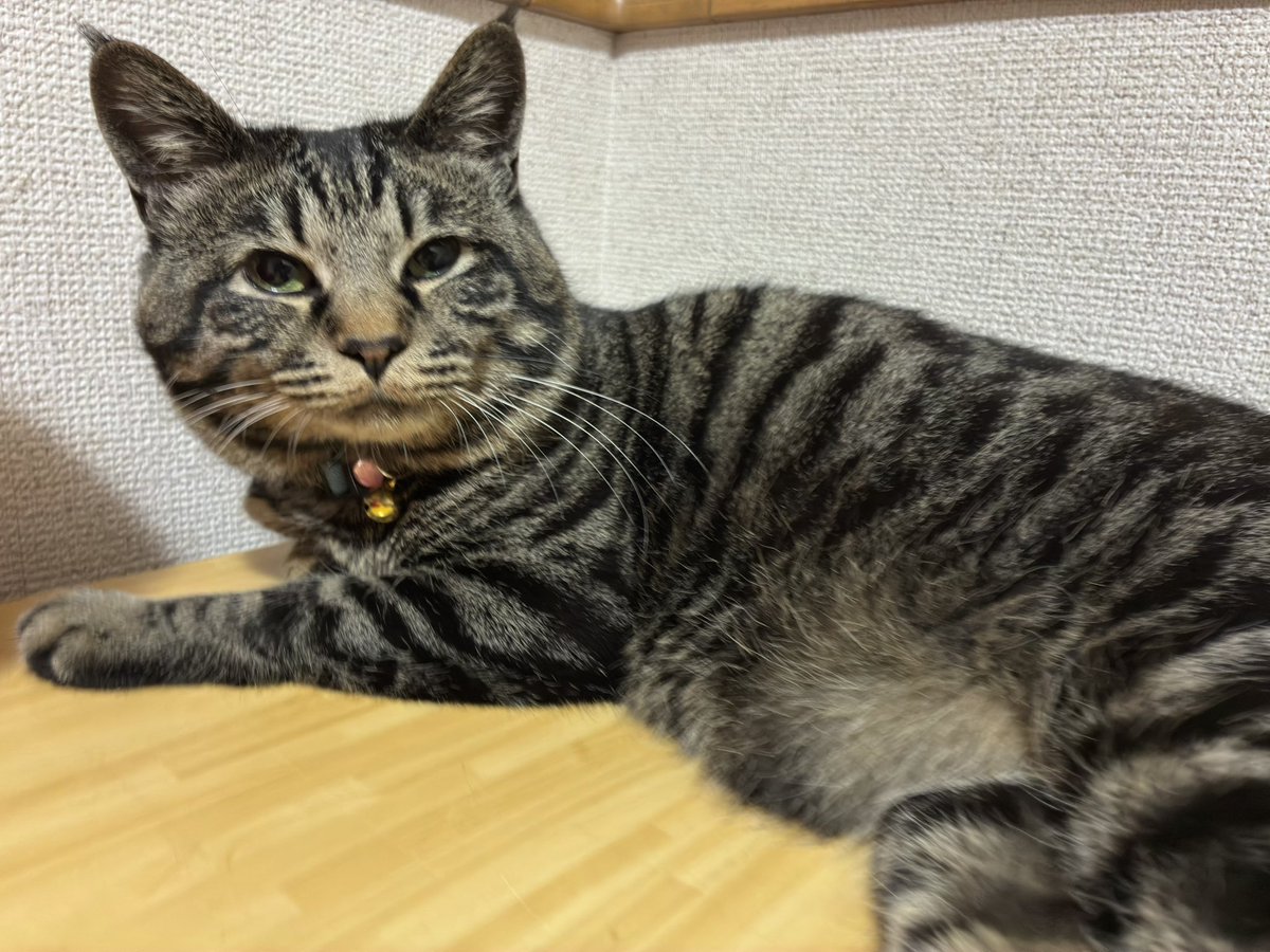 お昼STEPN🚶‍♀️
今日の猫様🐈

#STEPN
#STEPNGO